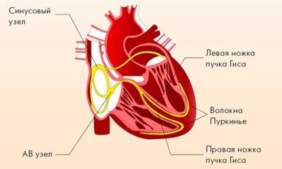Электрическая ось сердца (эос) отклонена влево (левограмма) что это значит