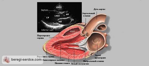 Эхокардиография сердца
