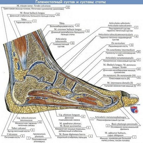 Суставы ног (нижних конечностей) человека и их болезни