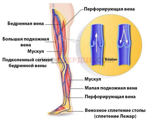 Узи сосудов (вен и артерий) нижних конечностей что показывает, как делают и как подготовиться к