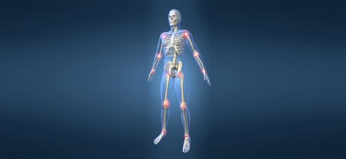 Суставы человека анатомия и классификация