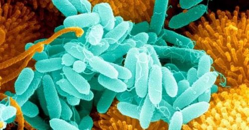 Как выбрать живые бактерии для выгребных ям и септиков