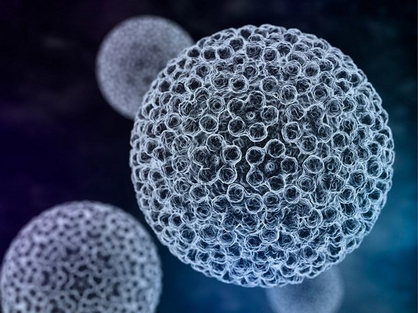 Вирус папилломы человека — его опасность для мужчин и женщин