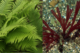 Разница между папоротниками и водорослями