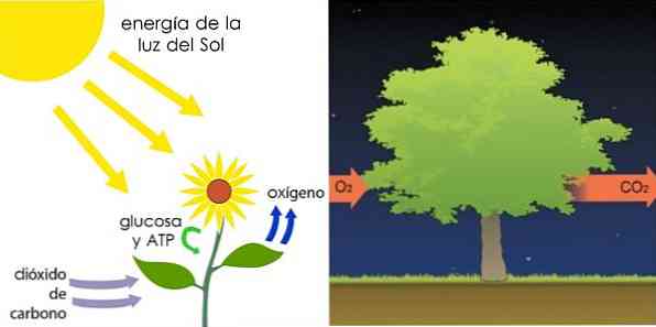 Разница между дыханием и фотосинтезом