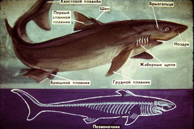Разница между осетрообразными и остальными костными рыбами