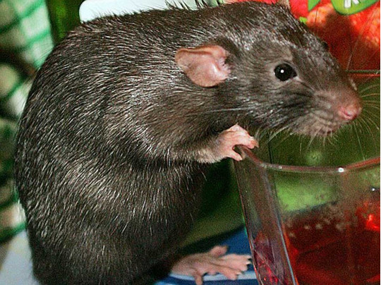 «Топ-шаурма» с мышами: в Харькове в витрине киоска замечен жирный грызун(видео)
