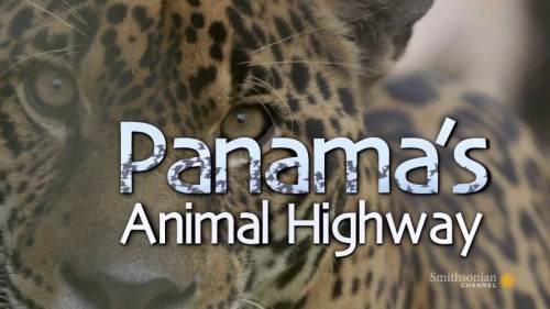 Smithsonian Channel - Panama's Animal Highway 720p HDTV