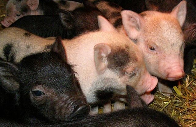 Вісті з Полтави - У Пирятинському районі зафіксували спалах африканської чуми свиней
