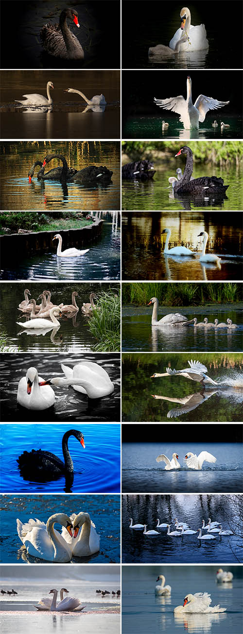 Beautiful Swans p.2