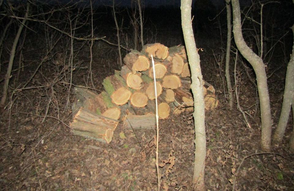 Вісті з Полтави - У Кобеляцькому районі затримали місцевого мешканця за самовільну порубку лісу