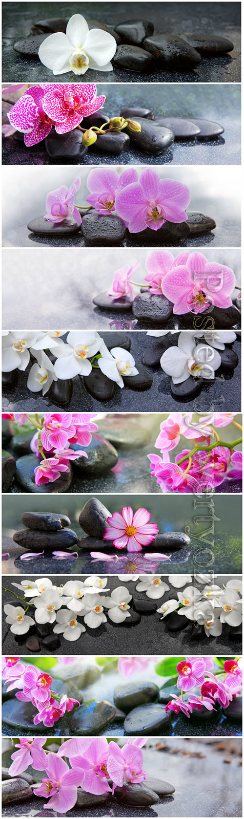 Orchids flowers and spa stones