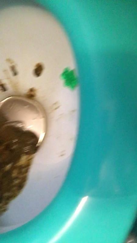 Defecation - Shitting - EllaGilbert - Huge Shit In My Friends Toilet (05 December 2019/HD/128 MB)