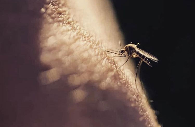 Вісті з Полтави - У Полтавській області протягом вересня-листопада зафіксовано 3 випадки захворювання на малярію