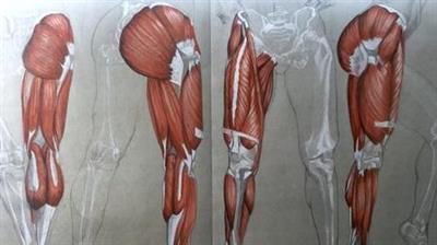 The Figurative Drawing Course The Legs  Anatomy to Drawing