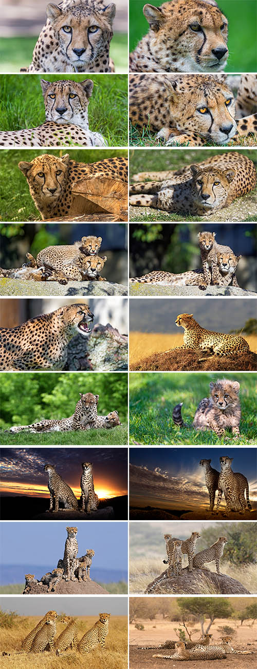 Wildlife World – Cheetah