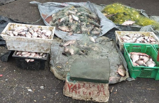 Вісті з Полтави - У Кременчуцькому районі браконьєри покинули 500 кг риби на 128 тисяч гривень