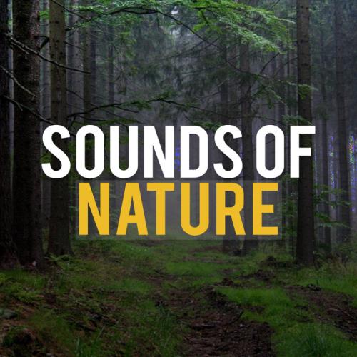 Sounds Of Nature - Sounds Of Nature (2020) MP3
