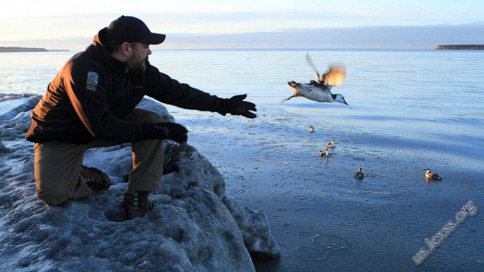 Researchers tie massive Pacific seabird die-off to heat wave