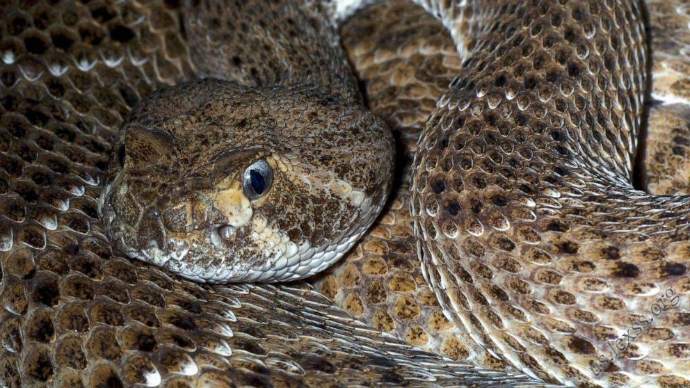 How rattlesnakes collect water in the desert