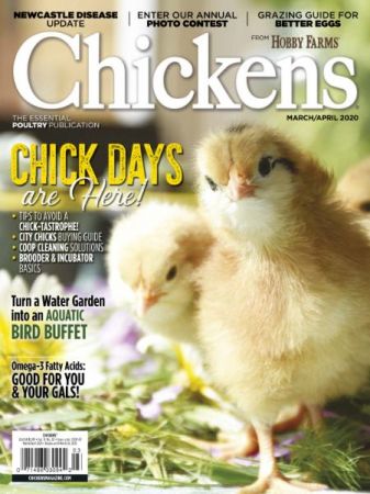 Chickens   March/April 2020