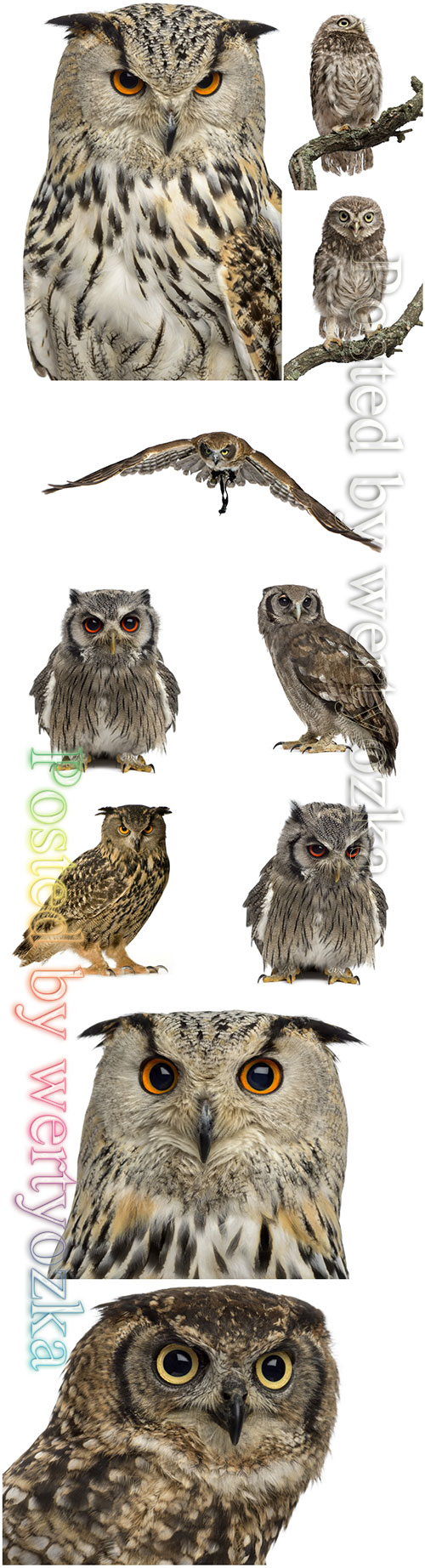 Owl beautiful stock photo