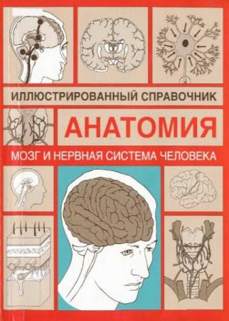И. Борисова - Мозг и нервная система человека. Иллюстрированный справочник