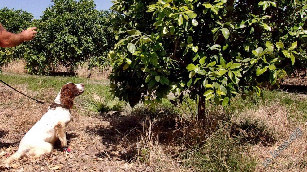Dog sleuths sniff out crop disease hitting citrus trees