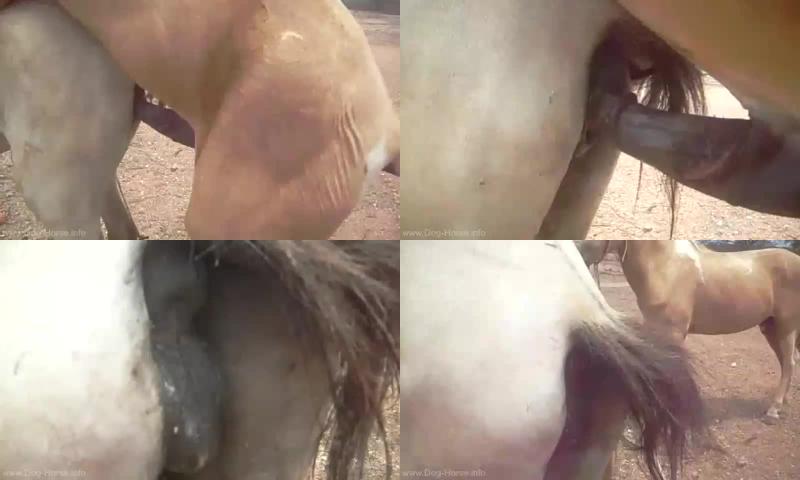 15a0d5380eb2f3ab153639b7324536e3 - Cavalo Copulando Ii - Copulating Horse / Horse Sex Video