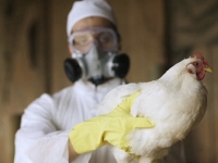 Вчені винайшли вакцину проти пташиного грипу