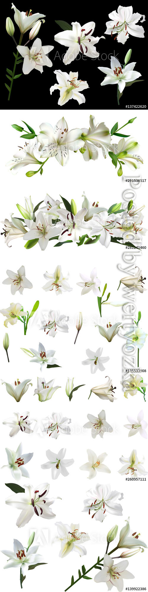 White lilies with green buds, beautiful flowers in vector