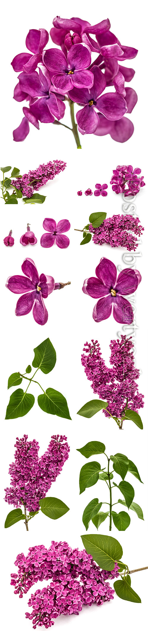 Lilac beautiful stock photo