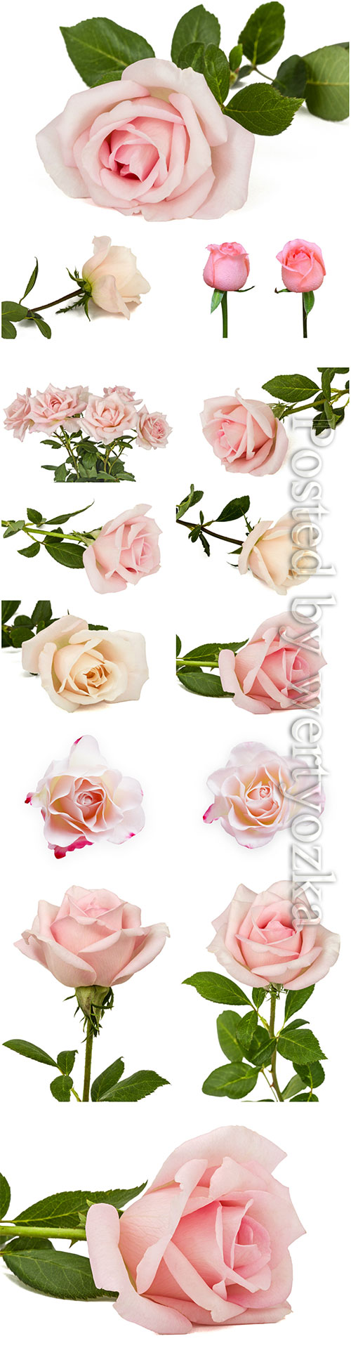 Luxury roses on white background stock photo