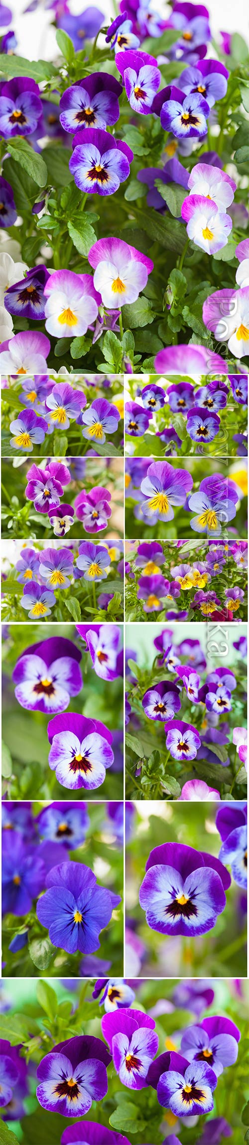 Beautiful pansy summer flowers stock photo