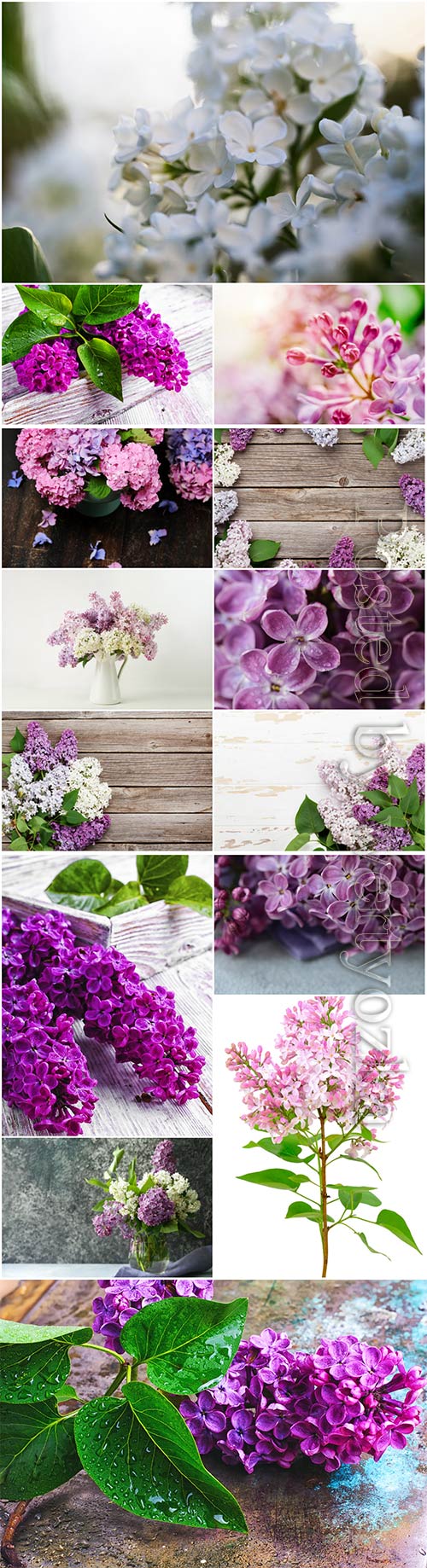 Lilac branches beautiful stock photo