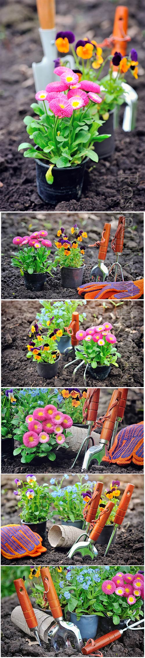 Gardening, flower planting beautiful stock photo