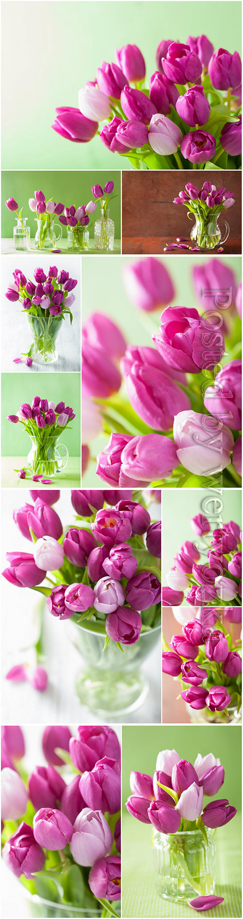 Tulips, spring flowers beautiful stock photo