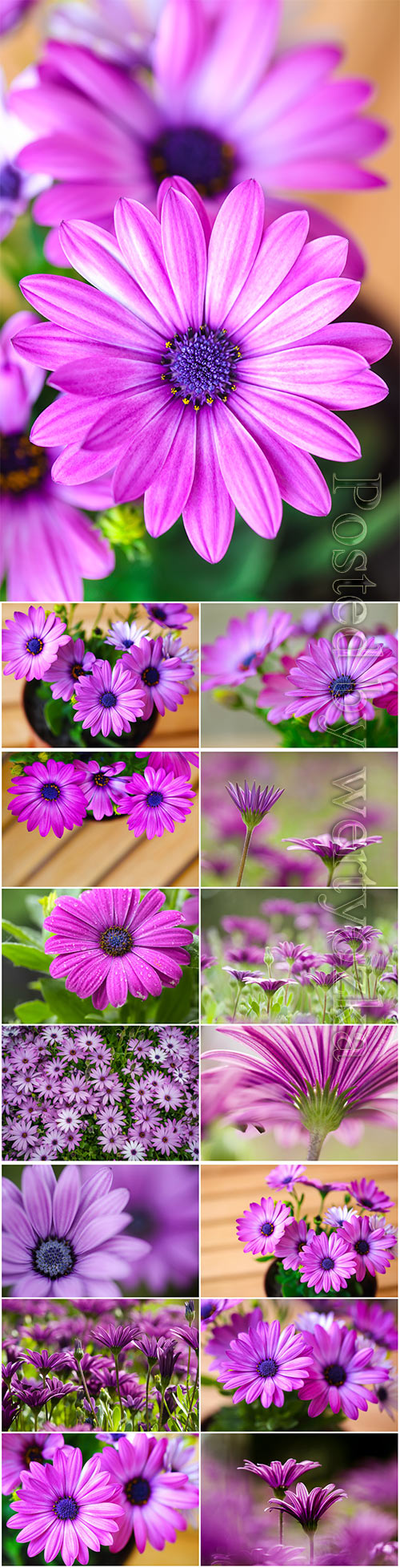 Lilac daisies beautiful stock photo