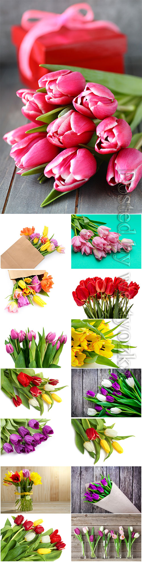 Colorful tulips beautiful stock photo