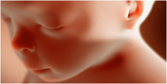 Беременность 20 недель – развитие плода и ощущения женщины