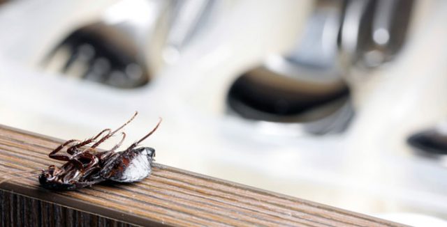 SOS, тараканы в квартире – 13 лучших средств от тараканов