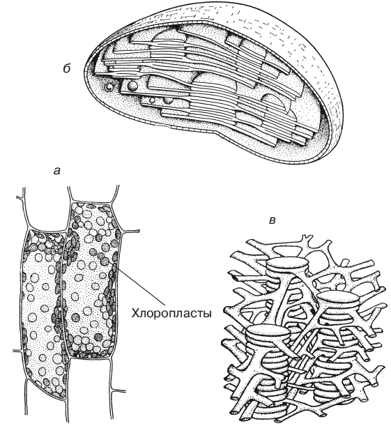 Разница между митохондриями и хлоропластами