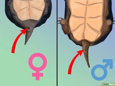 Отличие самца черепахи от самки