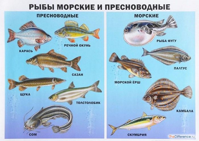Разница между морскими рыбами и речными