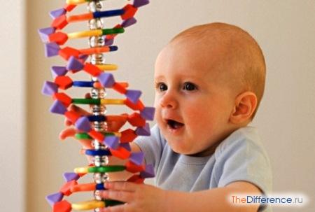Разница между генотипом и фенотипом