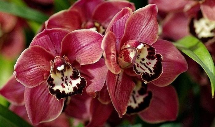 Разница между орхидеей и фаленопсисом