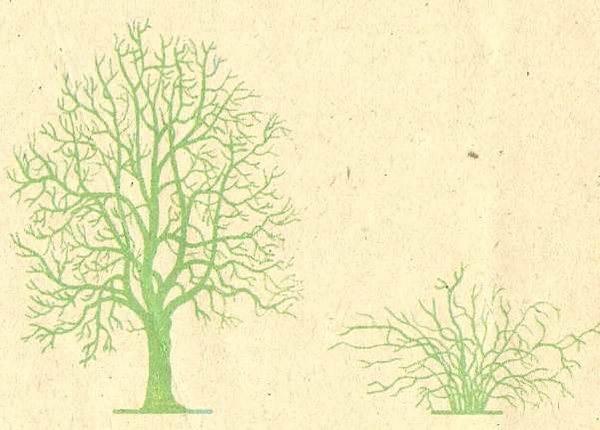 Разница между кустарником и деревом