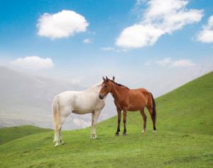 Разница между конем и лошадью