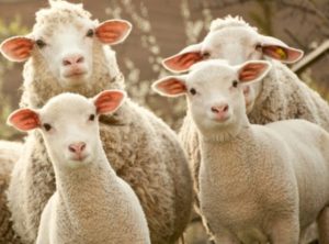 Разница между бараном и овцой