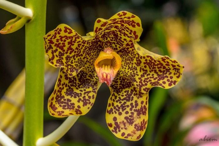 Разница между орхидеей и фаленопсисом